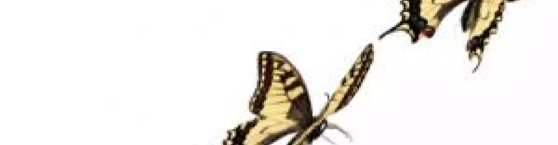 Thriving in the Midst of Change - Online Class by Maria Sowden-Weingarden