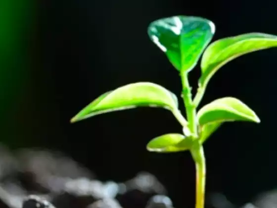 Sanación y limpieza de energía de renovación de primavera