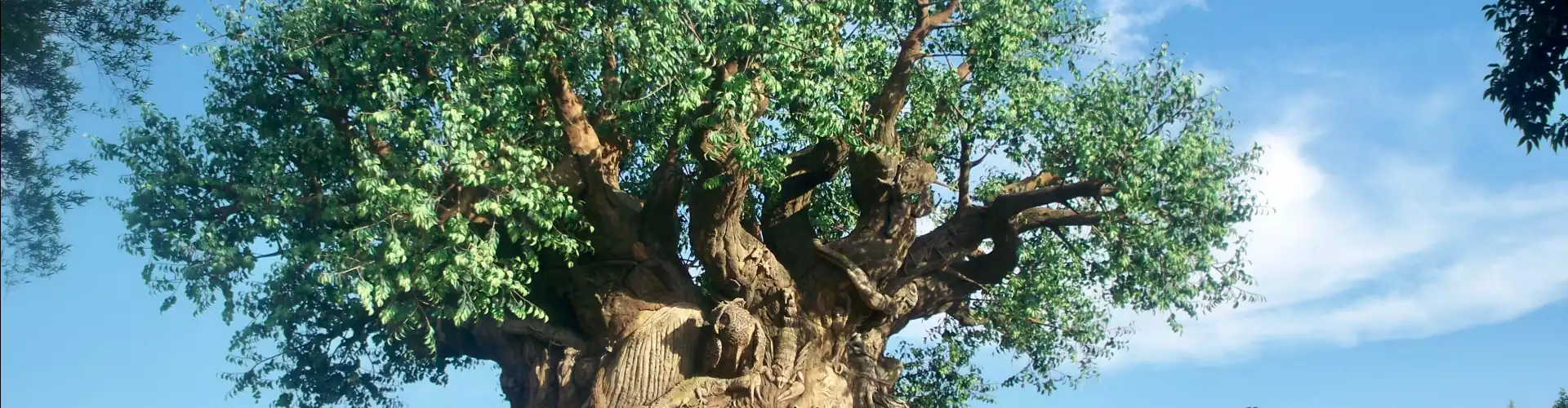 Septiembre Hora de Sanación Reiki - Árbol de la Vida y la Madre Tierra